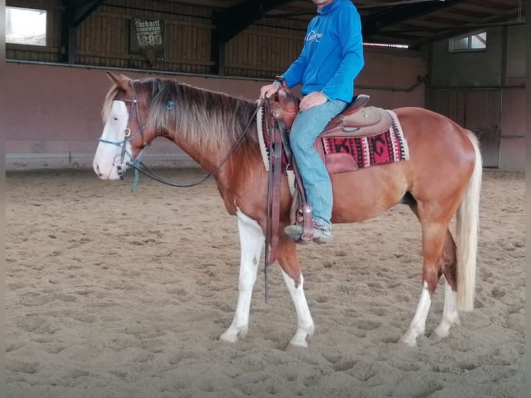 Curly horse Wałach 5 lat 150 cm Srokata in Pfunds
