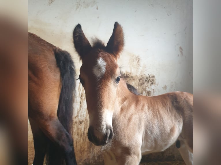 Curly horse Wałach  140 cm Gniada in Bad Vöslau