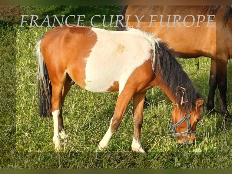 Curly horse Wałach 1 Rok 105 cm Gniada in ge