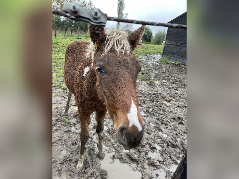 Curly horse Wałach 1 Rok 140 cm Tobiano wszelkich maści in Deinze