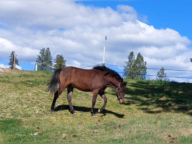 Curly horse Wałach 2 lat 130 cm Gniada in Summerland, BC