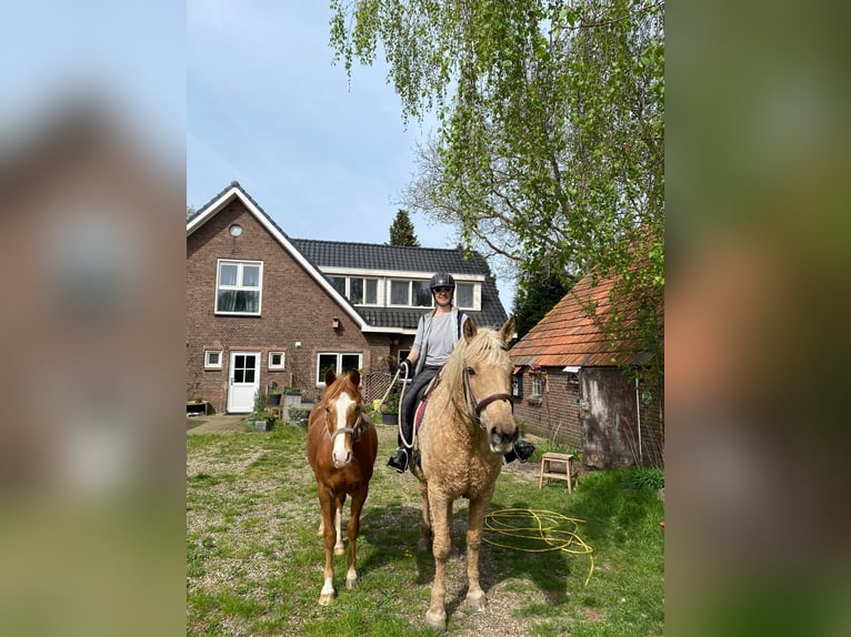 Curly horse Wałach 2 lat 140 cm Tarantowata in Wageningen