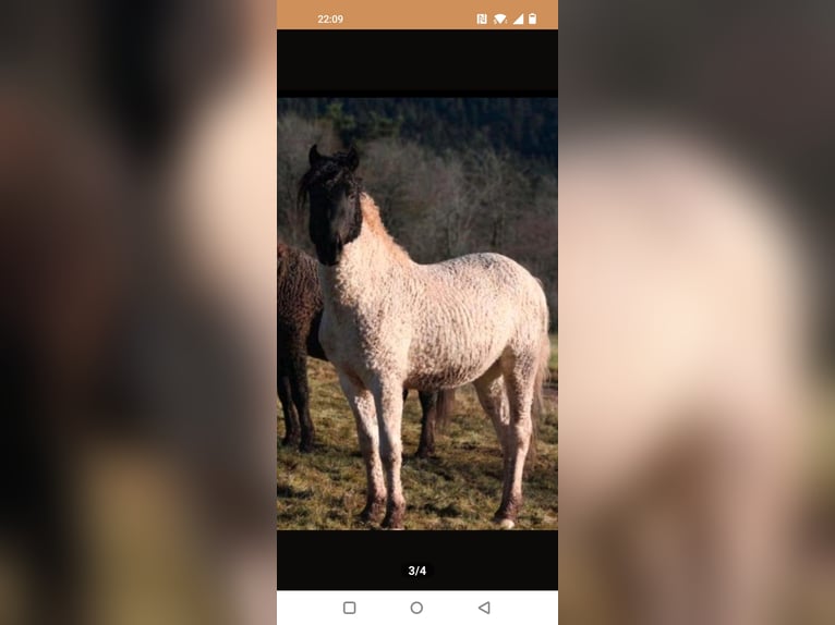 Curly horse Wałach 5 lat 145 cm Tobiano wszelkich maści in Daarle