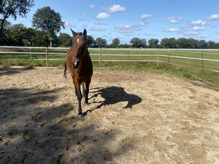 Curly horse Wałach 6 lat 153 cm Gniada in Alveslohe