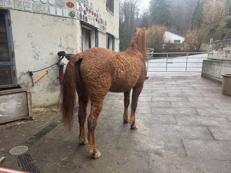 Curly Horse Mix Wallach 10 Jahre 150 cm Fuchs in Wädenswil