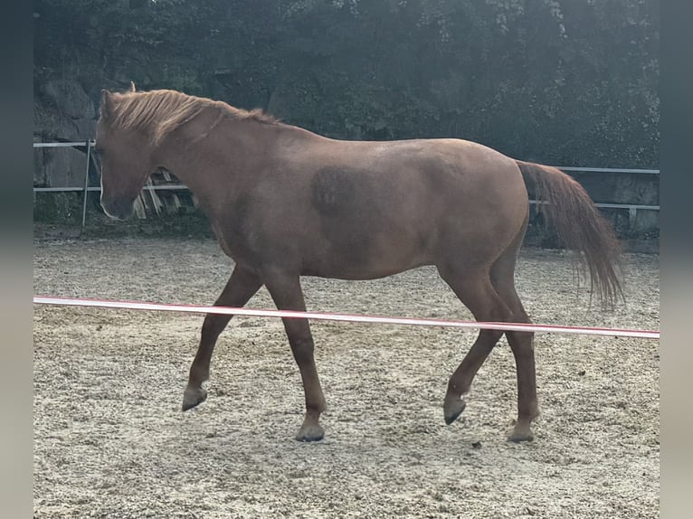 Curly Horse Mix Wallach 10 Jahre 150 cm Fuchs in Wädenswil