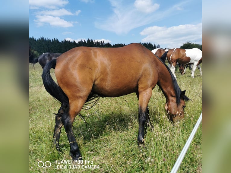 Curly Horse Wallach 11 Jahre 141 cm Brauner in Betteldorf