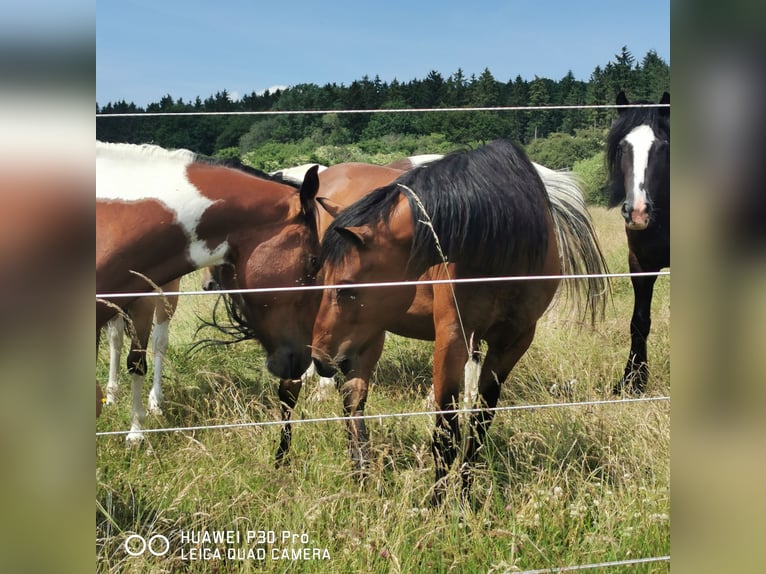 Curly Horse Wallach 11 Jahre 141 cm Brauner in Betteldorf