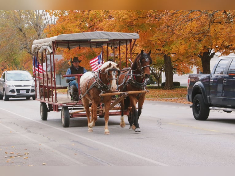 Curly Horse Mix Wallach 11 Jahre 163 cm Rotfuchs in Mount Vernon