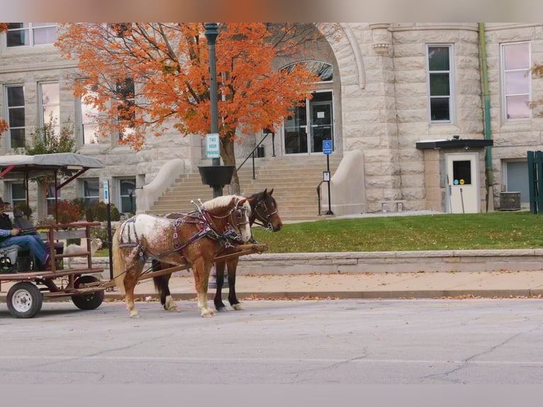 Curly Horse Mix Wallach 11 Jahre 163 cm Rotfuchs in Mount Vernon