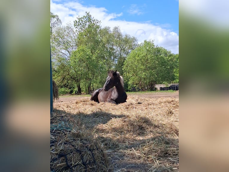 Curly Horse Wallach 1 Jahr 150 cm Tobiano-alle-Farben in Vellahn