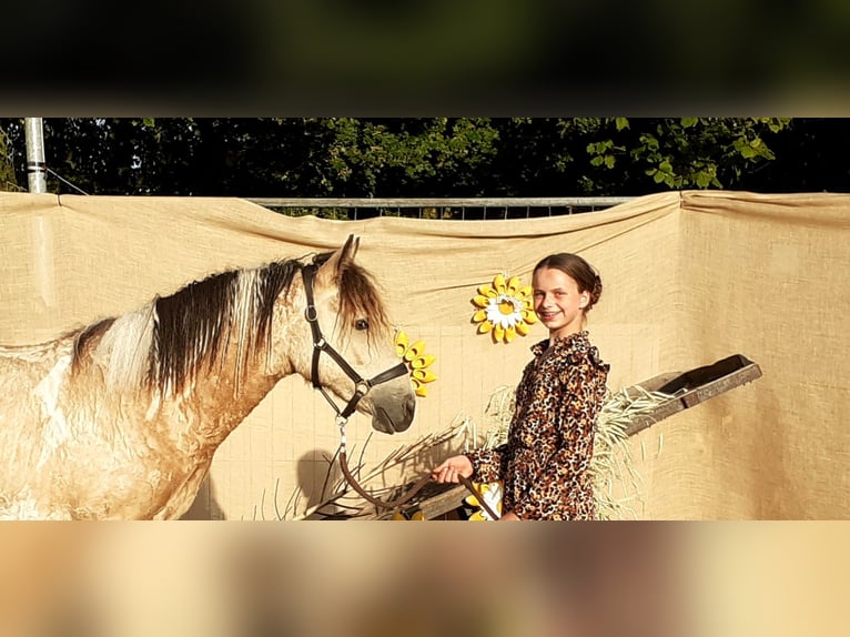 Curly Horse Wallach 2 Jahre 142 cm Falbe in Ruinen