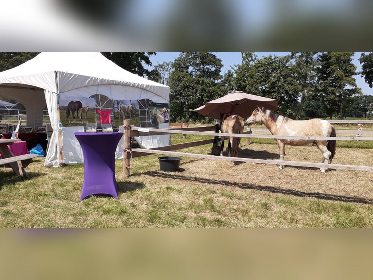 Curly Horse Wallach 2 Jahre 142 cm Falbe in Ruinen