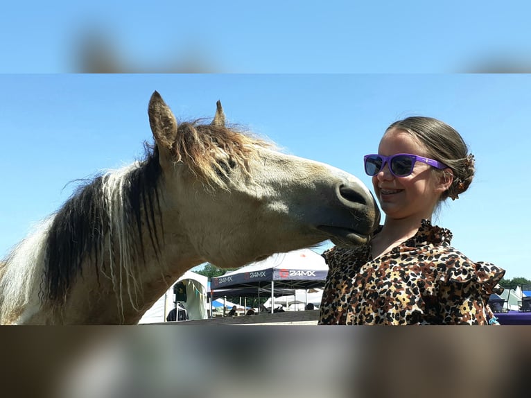 Curly Horse Wallach 2 Jahre 142 cm Falbe in Ruinen
