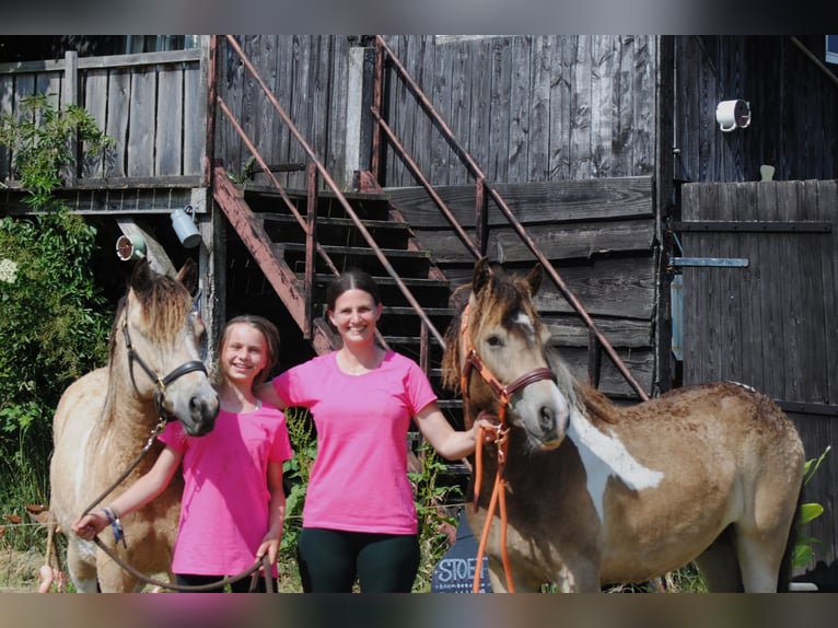 Curly Horse Wallach 2 Jahre 142 cm Falbe in Ruinen