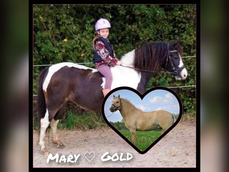Curly Horse Wallach 2 Jahre 145 cm Buckskin in ruinen