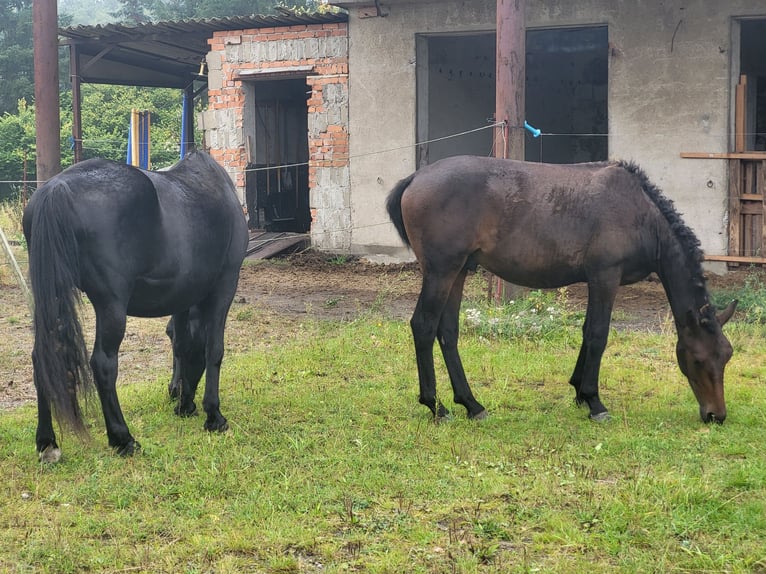 Curly Horse Wallach 2 Jahre 150 cm Dunkelbrauner in Vellahn