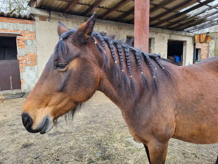 Curly Horse Wallach 2 Jahre 152 cm Tobiano-alle-Farben in Vellahn Curly Horse Wallach 2 Jahre 152 cm Tobiano-alle-Farben in Vellahn