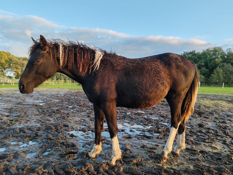 Curly Horse Wallach 2 Jahre 152 cm Tobiano-alle-Farben in Vellahn Curly Horse Wallach 2 Jahre 152 cm Tobiano-alle-Farben in Vellahn