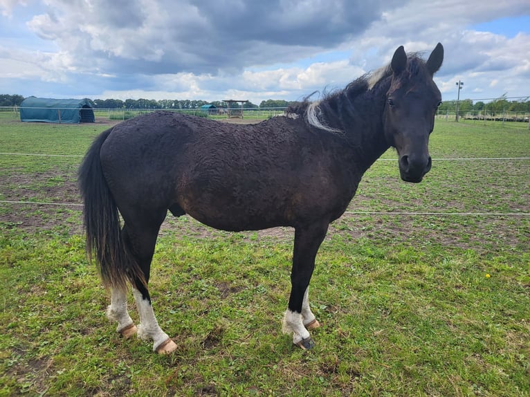 Curly Horse Wallach 2 Jahre 152 cm Tobiano-alle-Farben in Vellahn