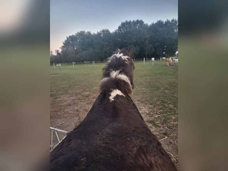 Curly Horse Wallach 2 Jahre 152 cm Tobiano-alle-Farben in Vellahn