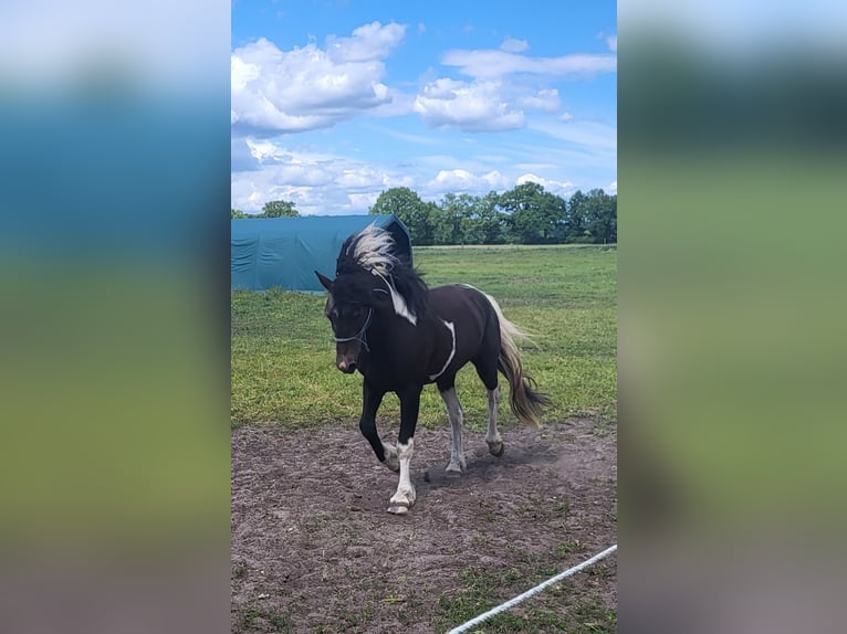 Curly Horse Wallach 2 Jahre 152 cm Tobiano-alle-Farben in Vellahn