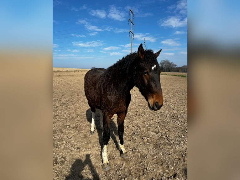 Curly Horse Wallach 2 Jahre 163 cm Brauner in Düdingen