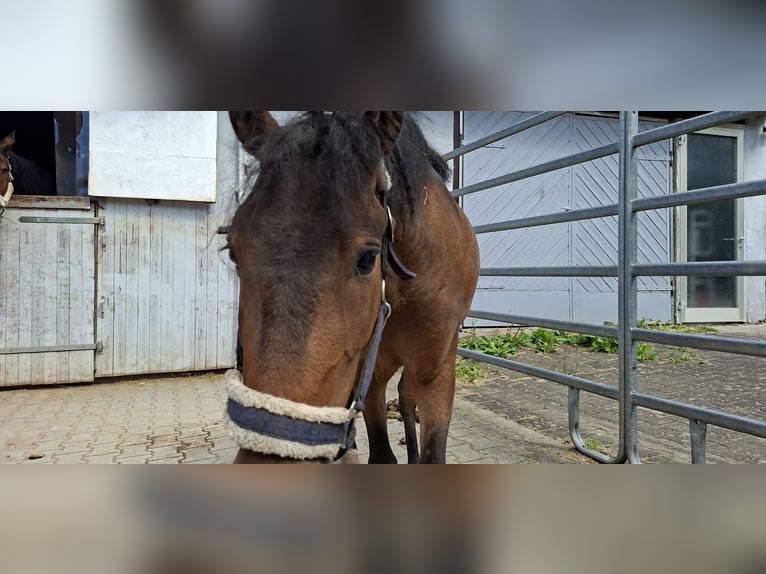 Curly Horse Wallach 3 Jahre 120 cm Dunkelbrauner in Absberg