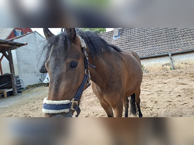 Curly Horse Wallach 3 Jahre 120 cm Dunkelbrauner in Absberg