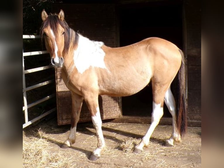 Curly Horse Wallach 3 Jahre 145 cm Schecke in Arnbruck
