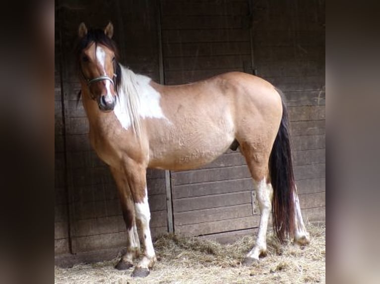Curly Horse Wallach 3 Jahre 145 cm Schecke in Arnbruck