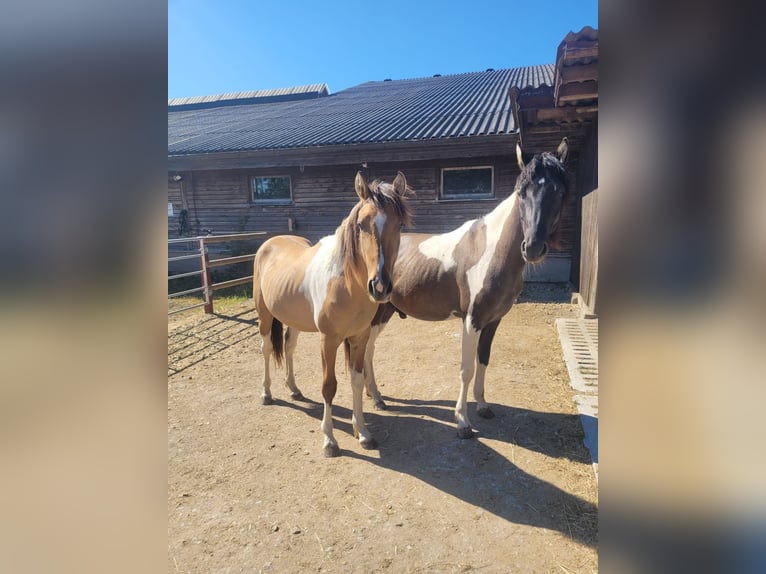 Curly Horse Wallach 3 Jahre 145 cm Schecke in Arnbruck