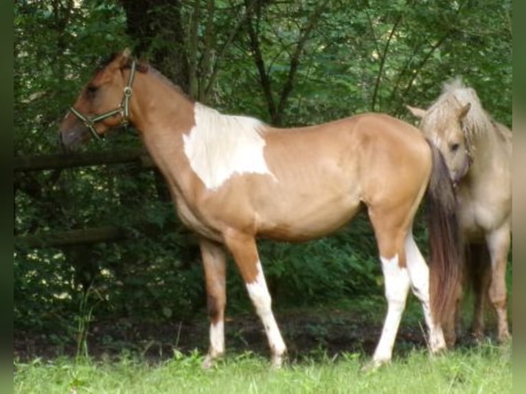 Curly Horse Wallach 3 Jahre 145 cm Schecke in Arnbruck