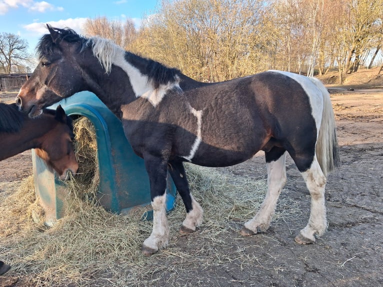 Curly Horse Wallach 3 Jahre 150 cm Tobiano-alle-Farben in Vellahn