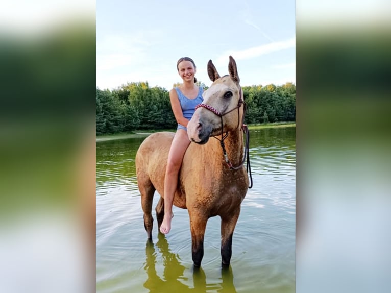 Curly Horse Wallach 3 Jahre 152 cm Buckskin in Ruinen