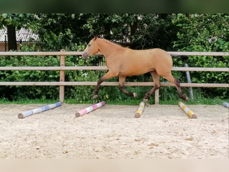 Curly Horse Wallach 3 Jahre 152 cm Buckskin in Ruinen
