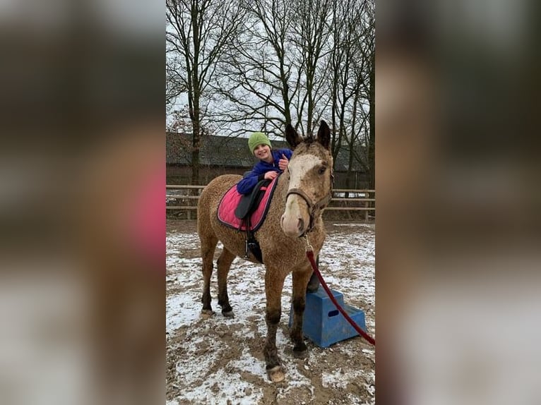 Curly Horse Wallach 3 Jahre 152 cm Buckskin in Ruinen