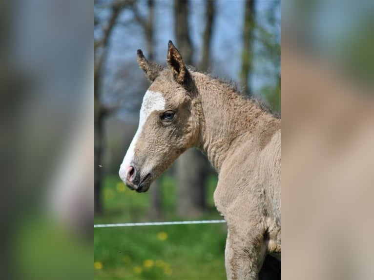 Curly Horse Wallach 3 Jahre 152 cm Buckskin in Ruinen