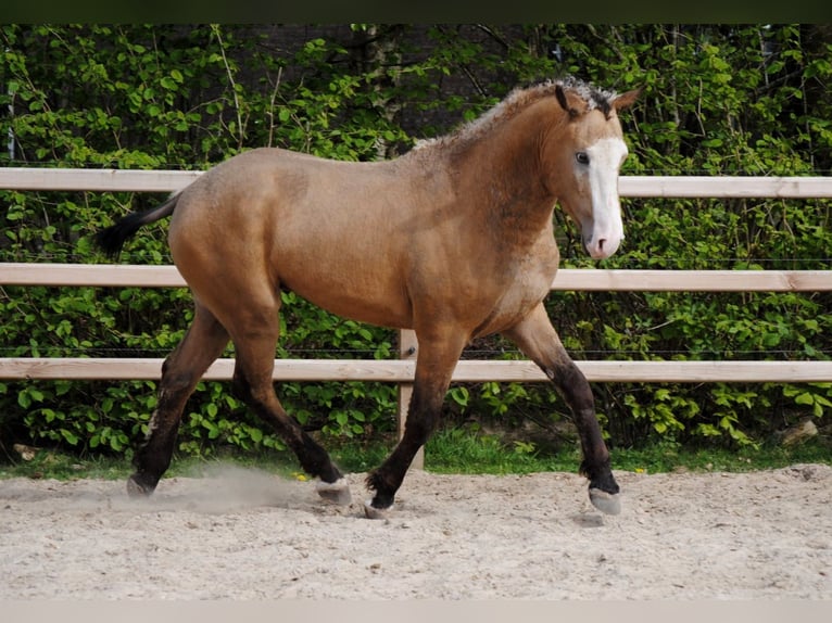 Curly Horse Wallach 3 Jahre 152 cm Buckskin in Ruinen