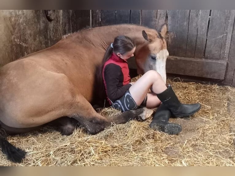 Curly Horse Wallach 3 Jahre 152 cm Falbe in Ruinen