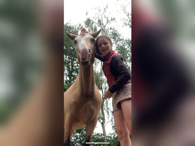 Curly Horse Wallach 3 Jahre 152 cm Falbe in Ruinen