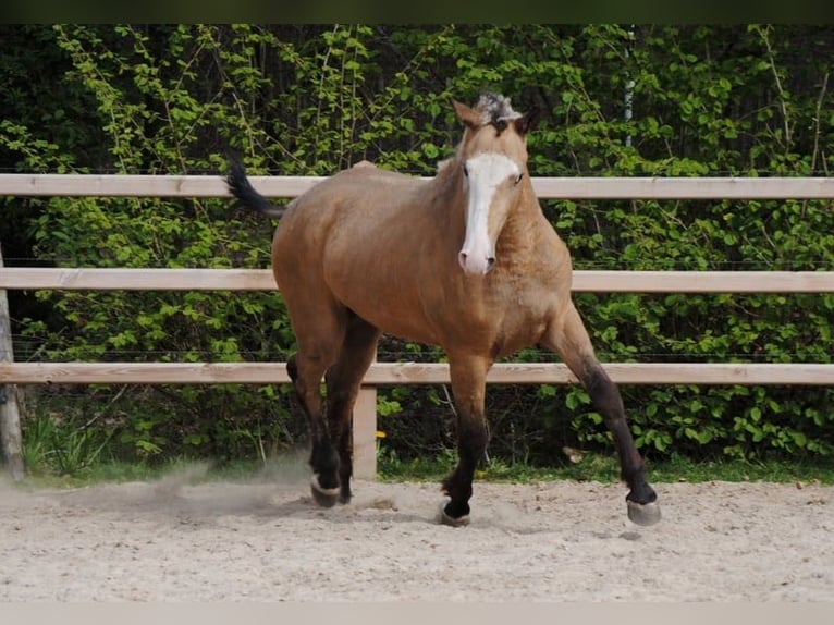 Curly Horse Wallach 3 Jahre 152 cm Falbe in Ruinen