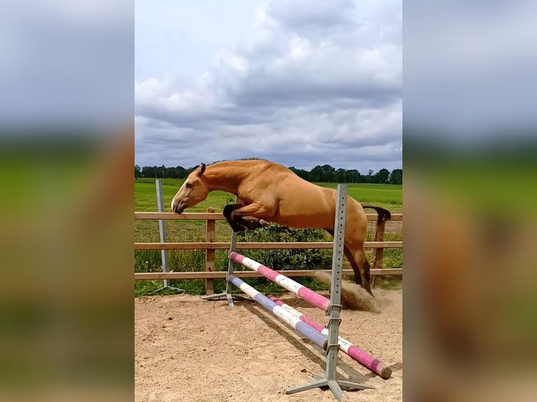 Curly Horse Wallach 3 Jahre 152 cm Falbe in Ruinen