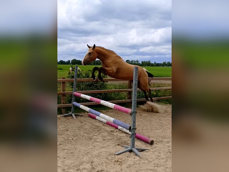 Curly Horse Wallach 3 Jahre 152 cm Falbe in Ruinen