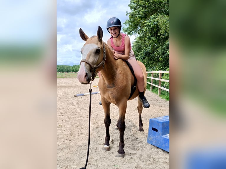 Curly Horse Wallach 3 Jahre 152 cm Falbe in Ruinen