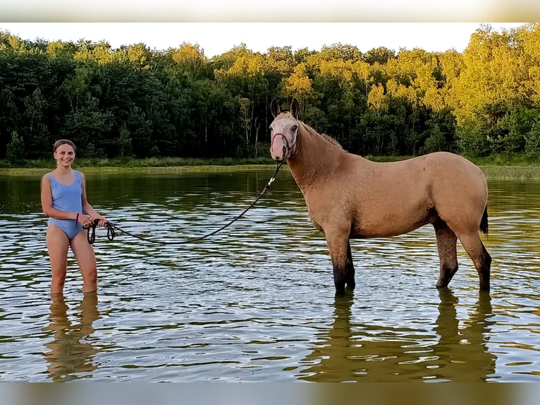 Curly Horse Wallach 3 Jahre 152 cm Falbe in Ruinen