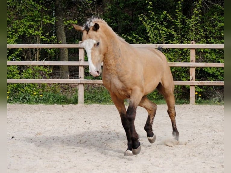 Curly Horse Wallach 3 Jahre 152 cm Falbe in Ruinen
