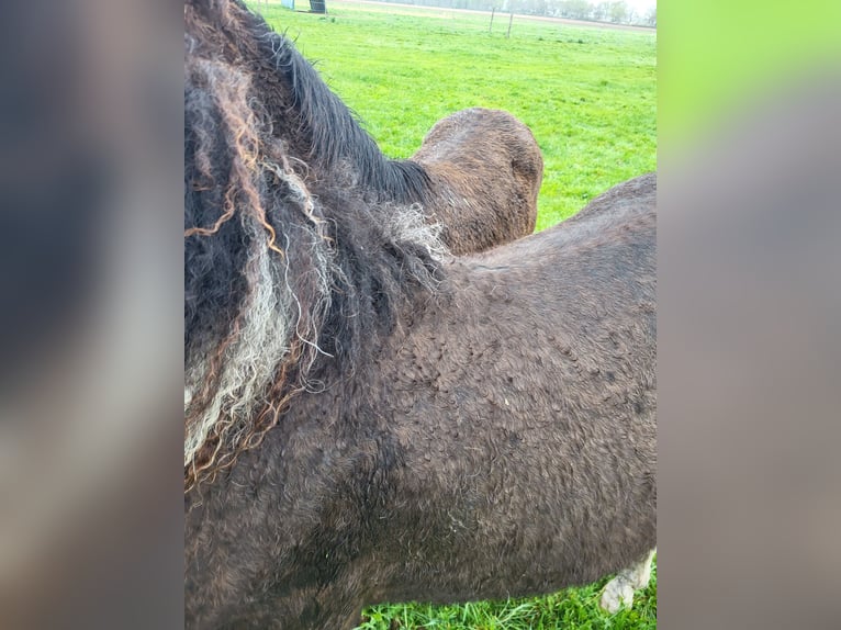 Curly Horse Wallach 3 Jahre 152 cm Tobiano-alle-Farben in Vellahn
