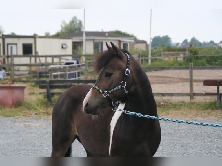 Curly Horse Wallach 4 Jahre 125 cm Schecke in AssendelfT
