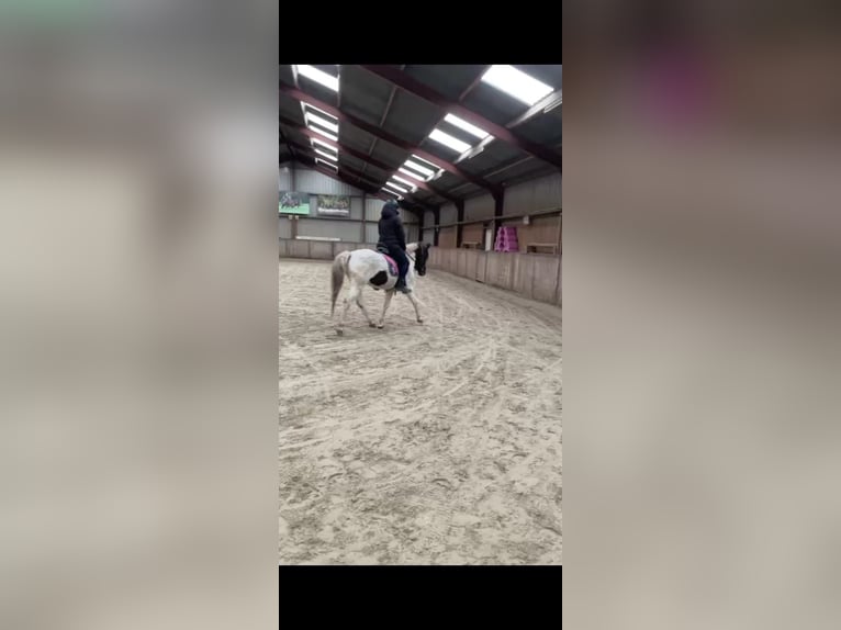 Curly Horse Wallach 4 Jahre 145 cm Schecke in Bornerbroek